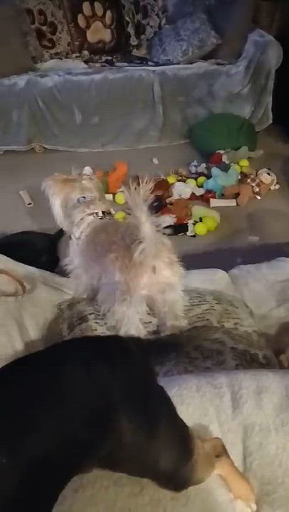 Enlarge Remi, an adopted mixed breed in Portland, OR video 6/6