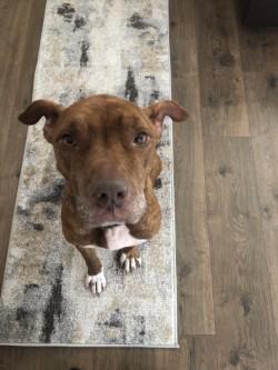 Enlarge Rocko (ON HW Tx) @ Foster Home, a Adoptable mixed breed in Conway, SC image 1/3