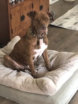 Enlarge Rocko (ON HW Tx) @ Foster Home, a Adoptable mixed breed in Conway, SC image 2/3