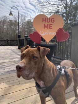 Enlarge Rocko (ON HW Tx) @ Foster Home, a Adoptable mixed breed in Conway, SC image 3/3