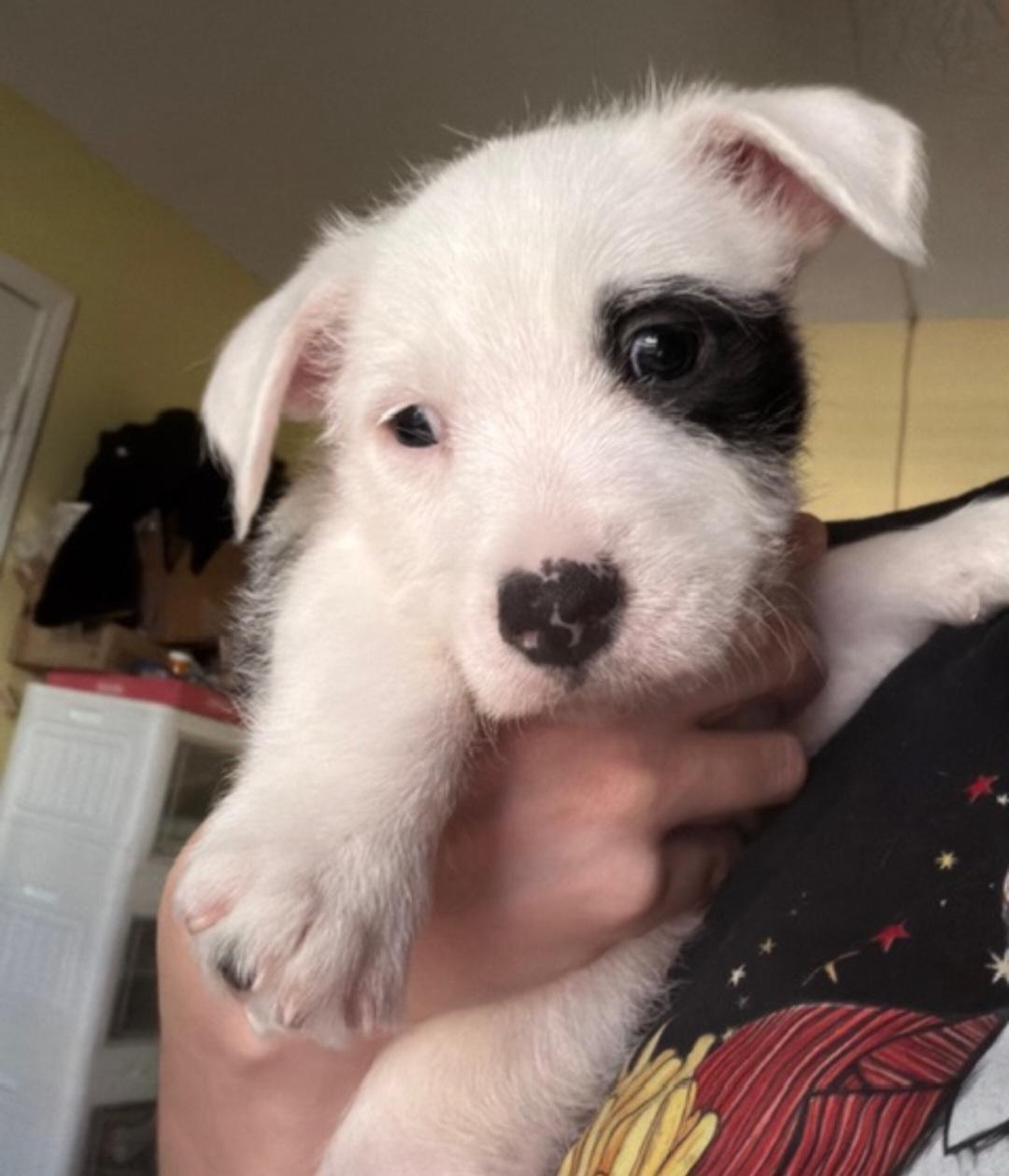 Enlarge Trevon BL14287-T  LOCAL Adoption Event in Bellingham 4/25, an adopted mixed breed in Bellingham, WA image 5/6