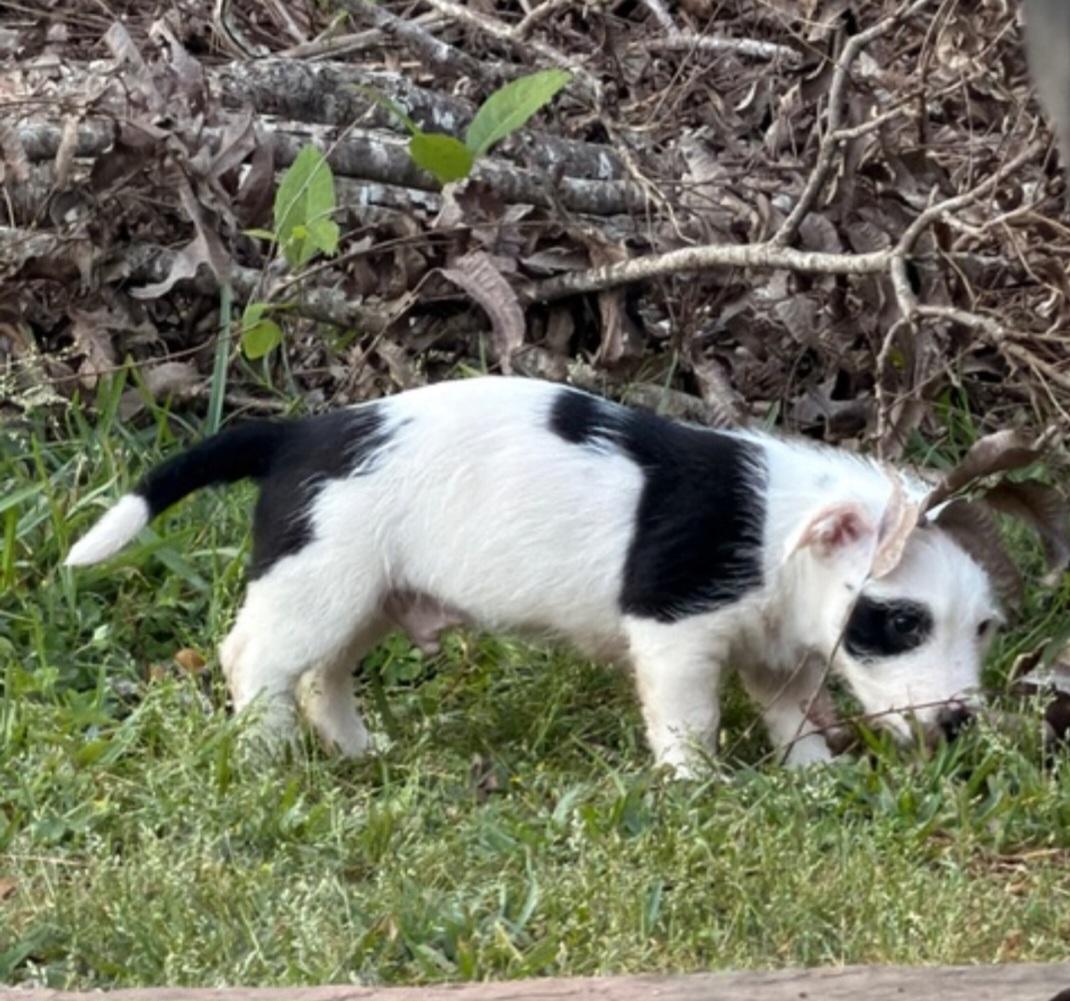Enlarge Trevon BL14287-T  LOCAL Adoption Event in Bellingham 4/25, an adopted mixed breed in Bellingham, WA image 4/6