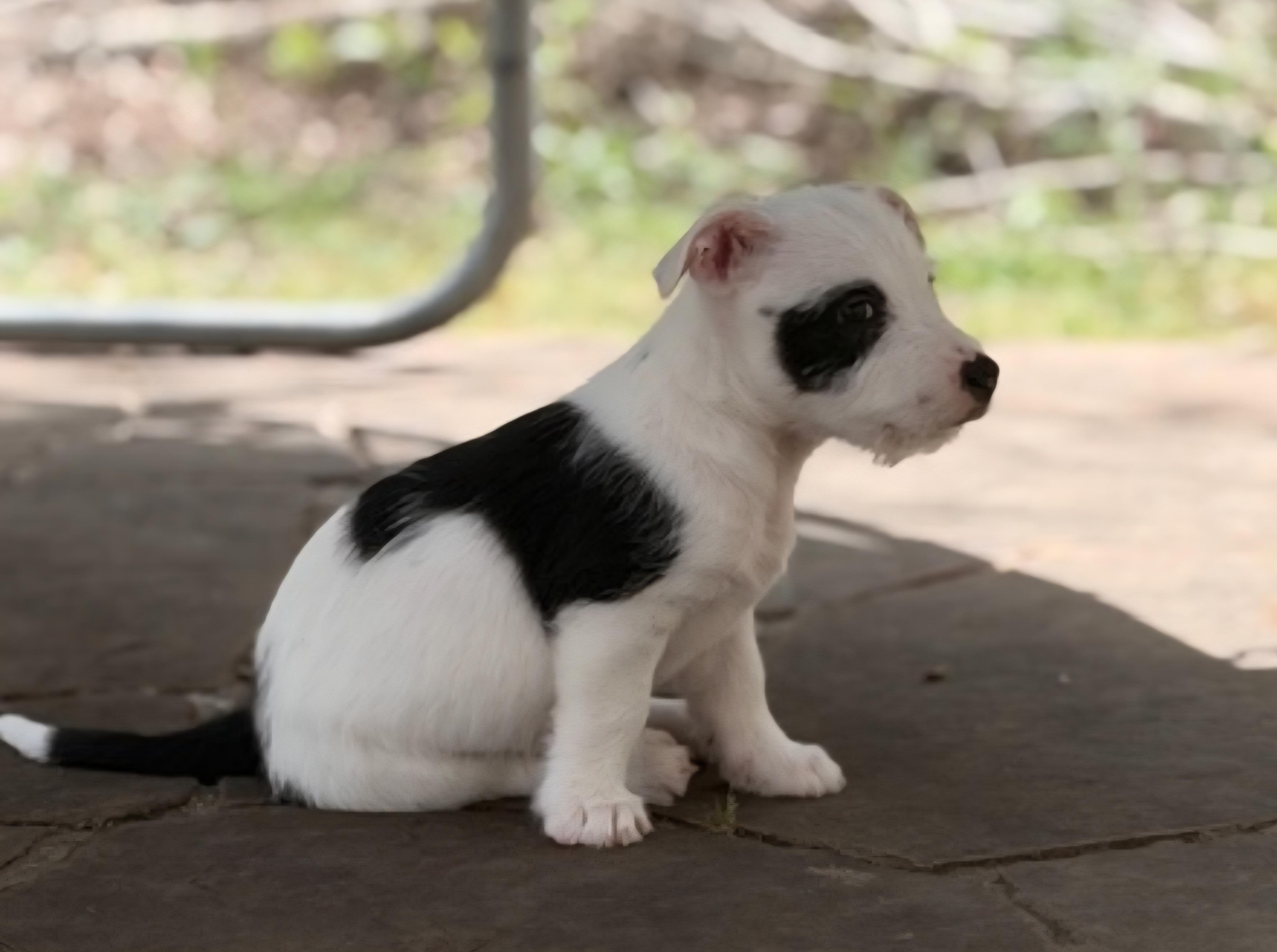 Enlarge Trevon BL14287-T  LOCAL Adoption Event in Bellingham 4/25, an adopted mixed breed in Bellingham, WA image 1/6