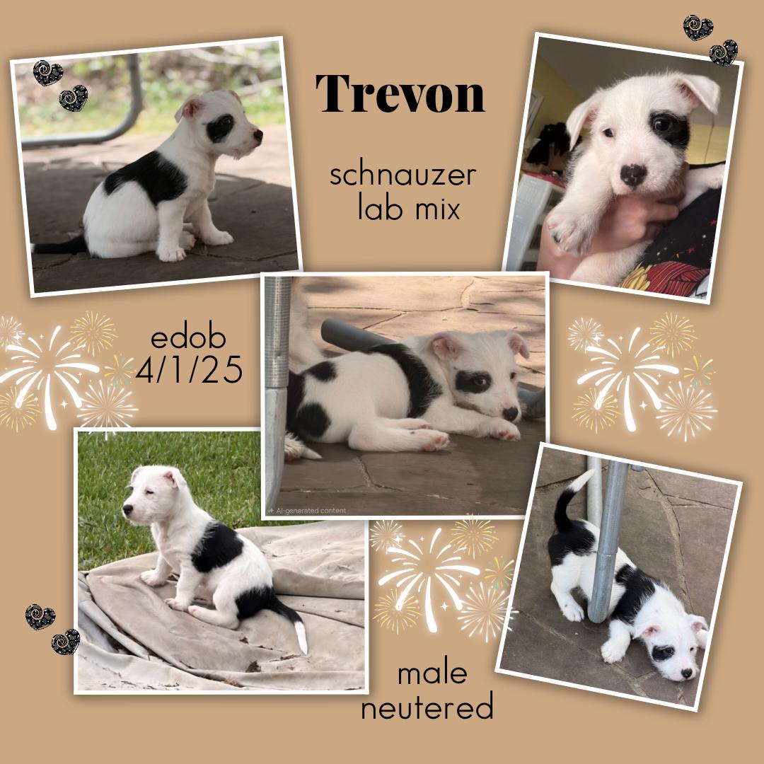 Enlarge Trevon BL14287-T  LOCAL Adoption Event in Bellingham 4/25, an adopted mixed breed in Bellingham, WA image 3/6