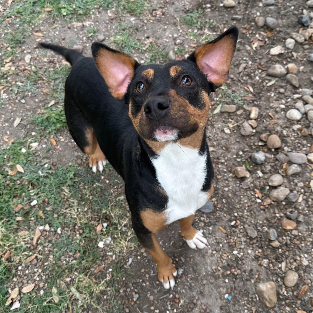 Viola, a Adoptable mixed breed in Corpus Christi, TX image 1/6