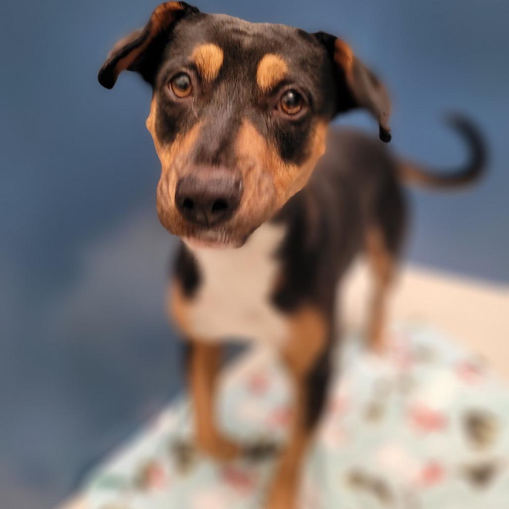 Viola, a Adoptable mixed breed in Corpus Christi, TX image 2/6
