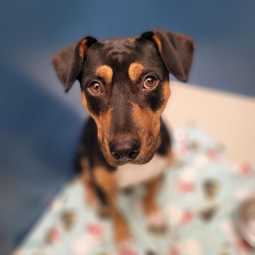Viola, a Adoptable mixed breed in Corpus Christi, TX image 3/6