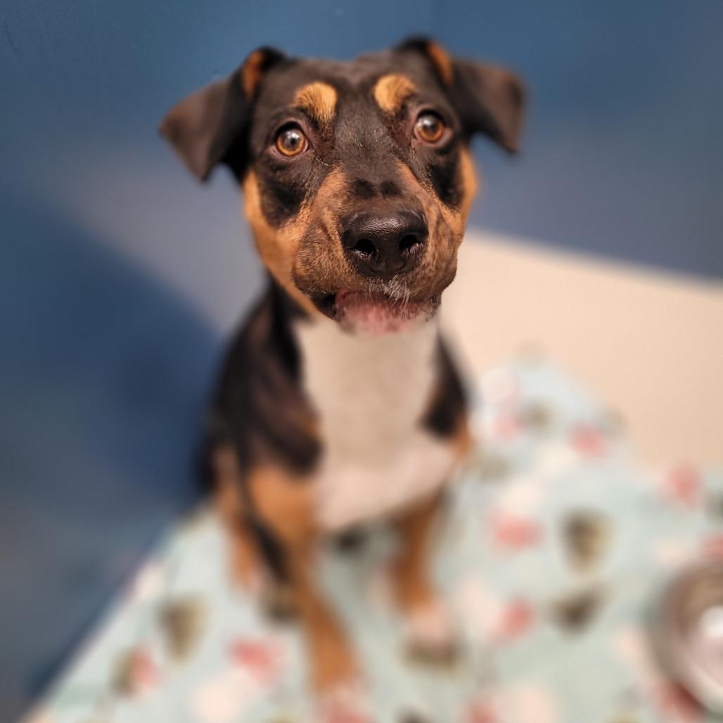 Viola, a Adoptable mixed breed in Corpus Christi, TX image 4/6