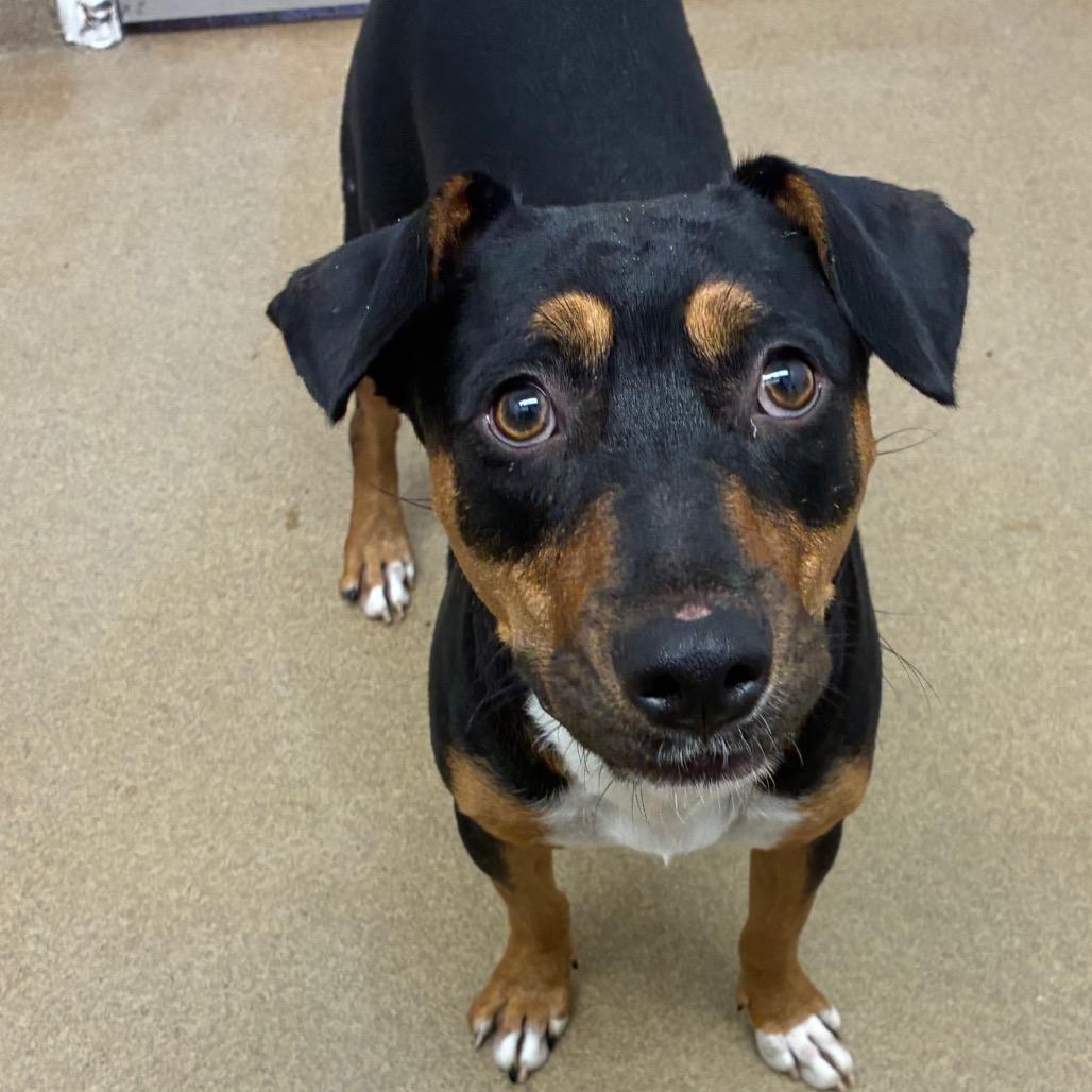 Viola, a Adoptable mixed breed in Corpus Christi, TX image 5/6