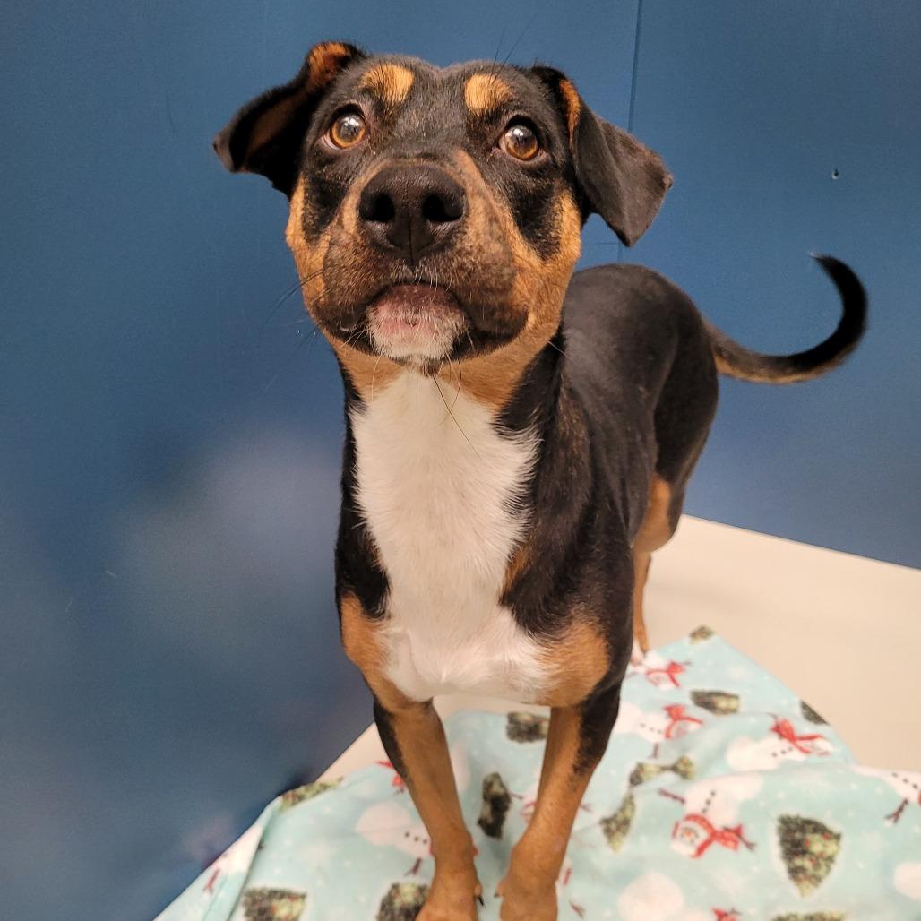 Viola, a Adoptable mixed breed in Corpus Christi, TX image 6/6