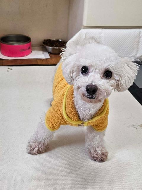 Enlarge SONGI, a Adoptable mixed breed in Agoura Hills, CA image 1/3