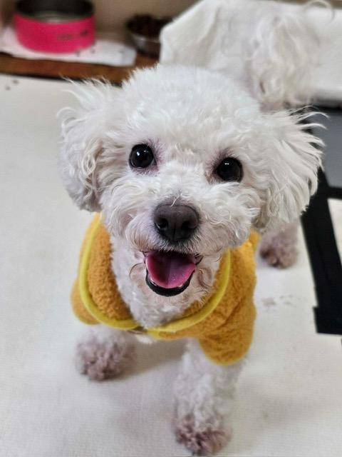 Enlarge SONGI, a Adoptable mixed breed in Agoura Hills, CA image 2/3