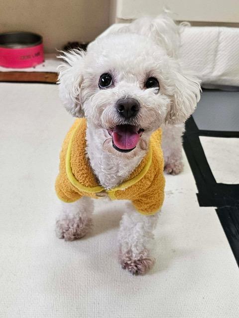 Enlarge SONGI, a Adoptable mixed breed in Agoura Hills, CA image 3/3