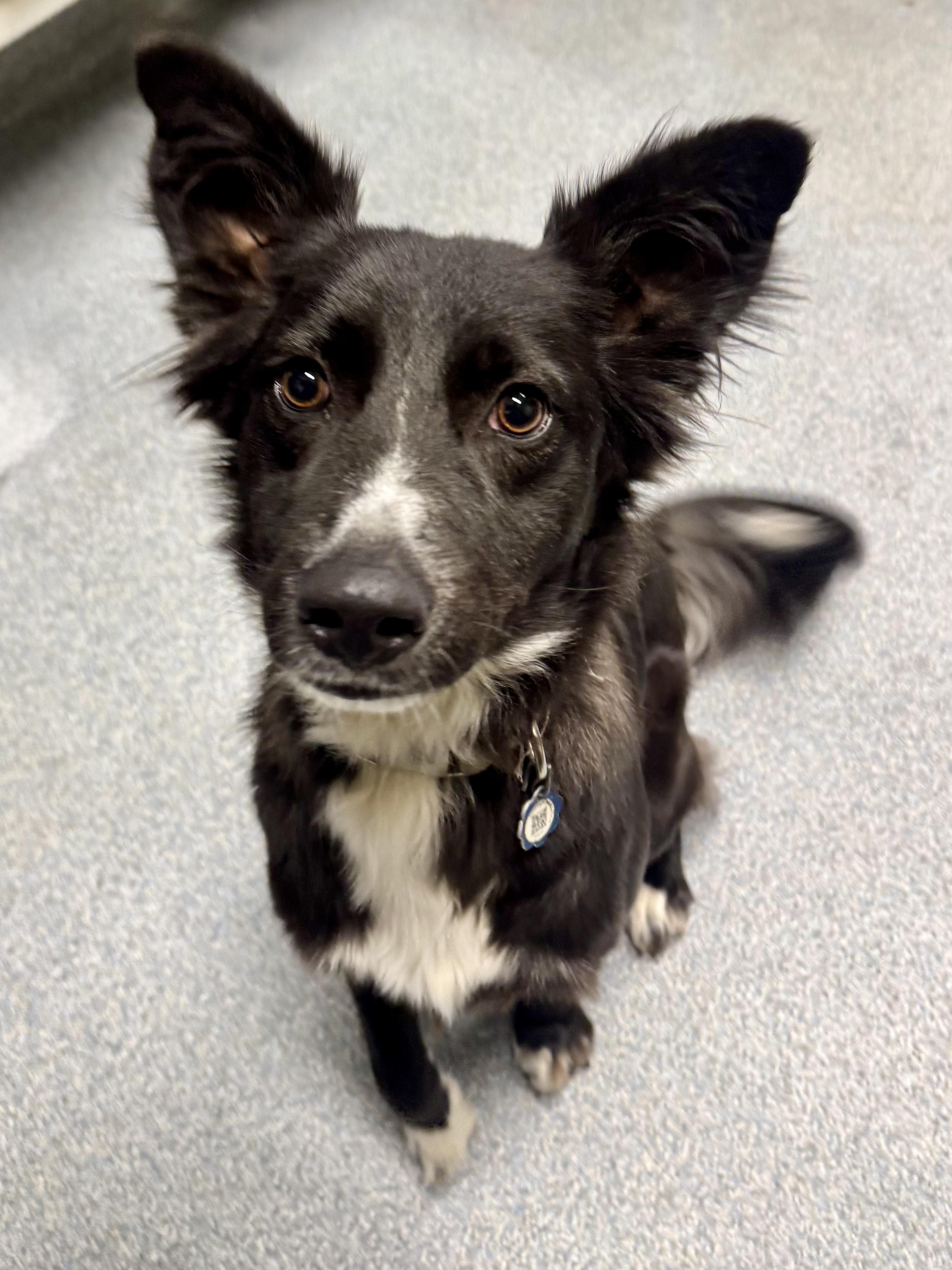 Cici, adopted, Adult Female Border Collie.