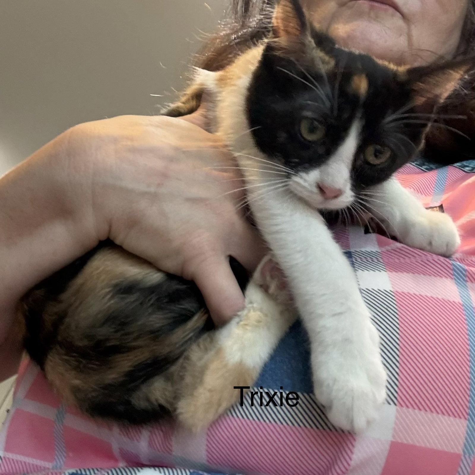 Trixie (th) aka ceecee, Adopted, Kitten Female Calico.