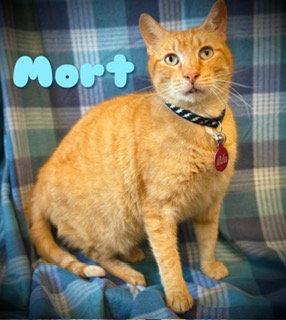 Mort, Adoptable, Adult Male Tabby.