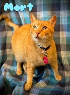 Enlarge Mort, a Adoptable Tabby in Pleasanton, TX image 2/2