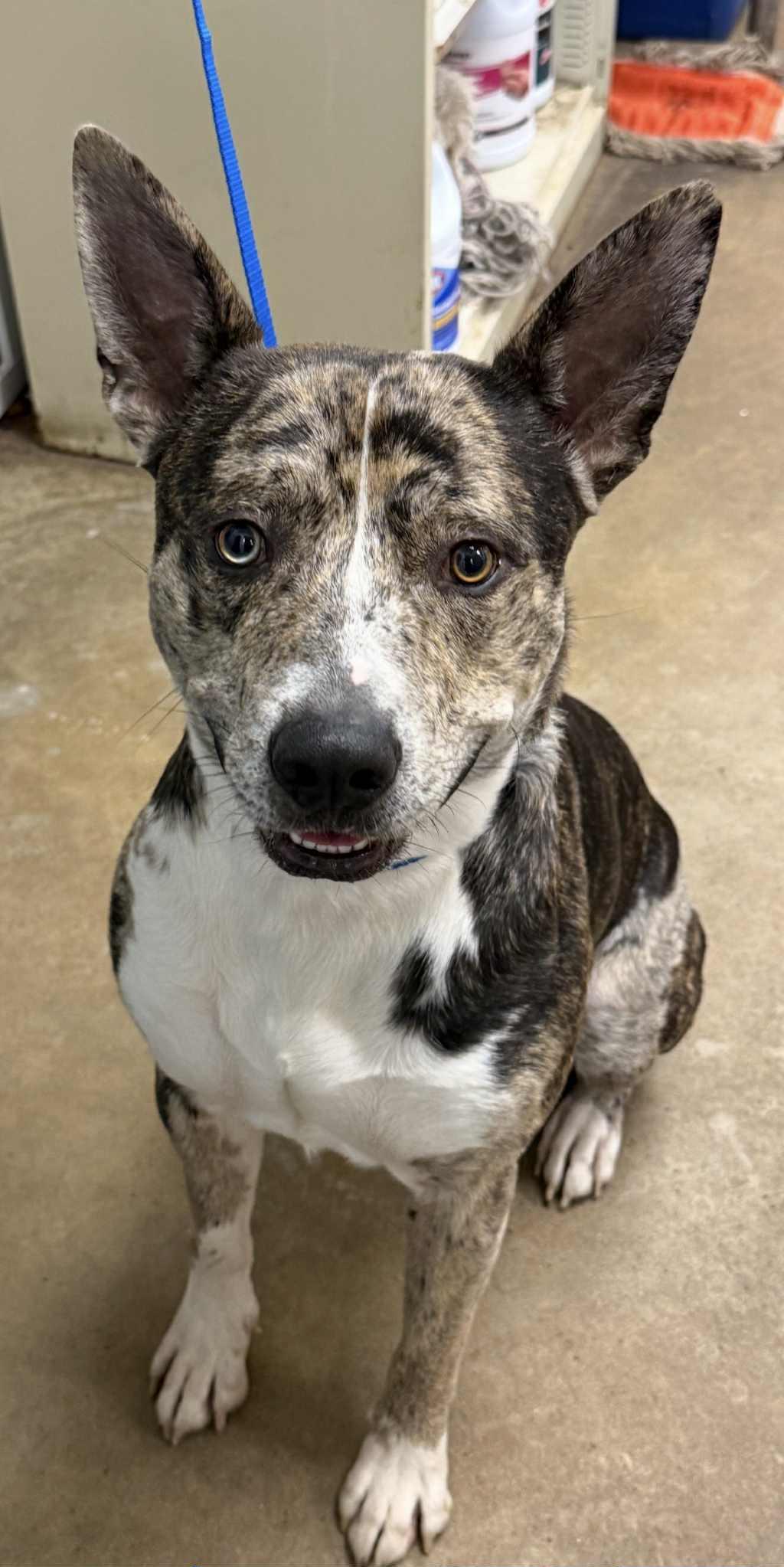 Enlarge Harbour, a Adoptable mixed breed in Redding, CA image 1/1