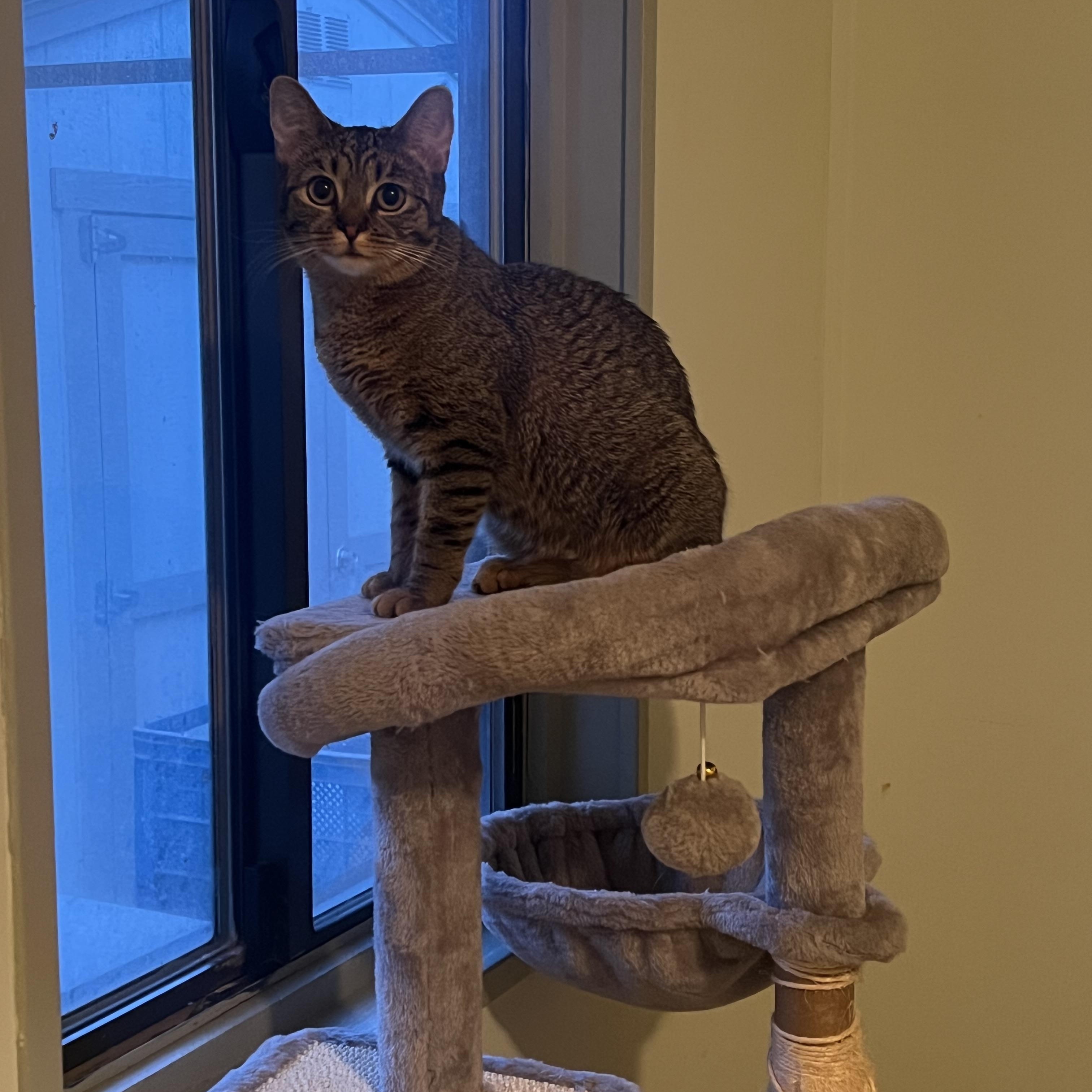 Enlarge Amol, an adopted Tabby in San Clemente , CA image 6/6