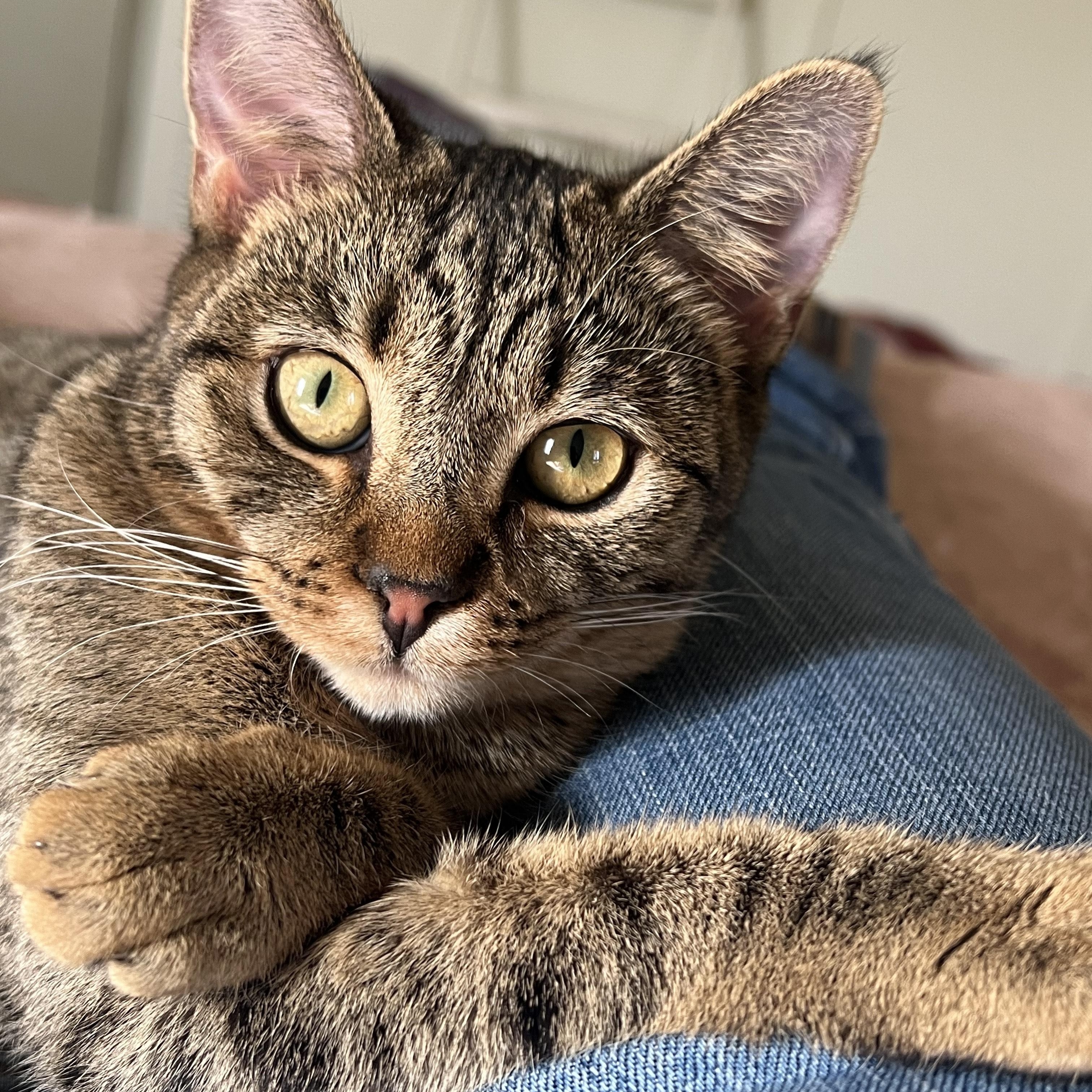 Enlarge Amol, an adopted Tabby in San Clemente , CA image 2/6