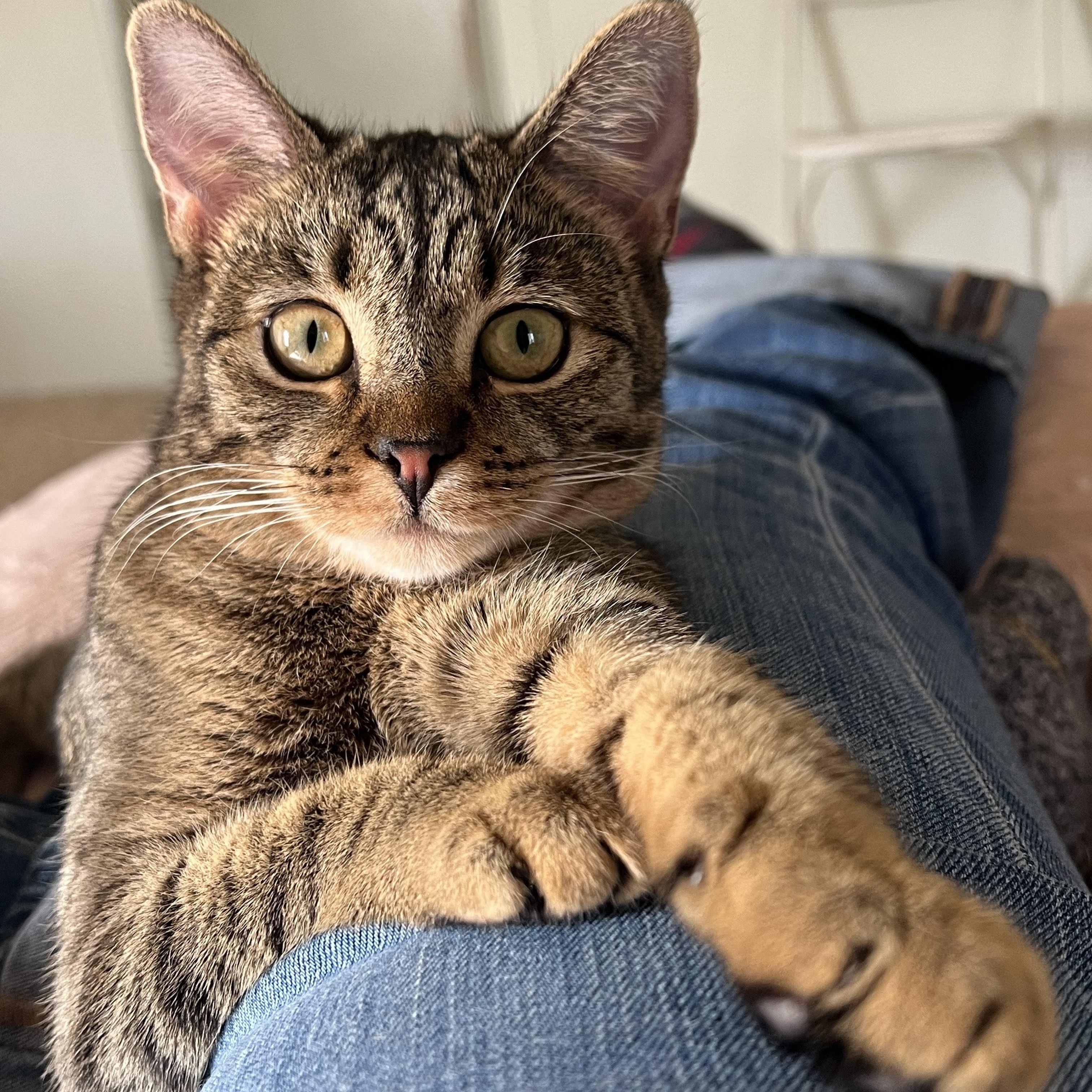 Enlarge Amol, an adopted Tabby in San Clemente , CA image 5/6