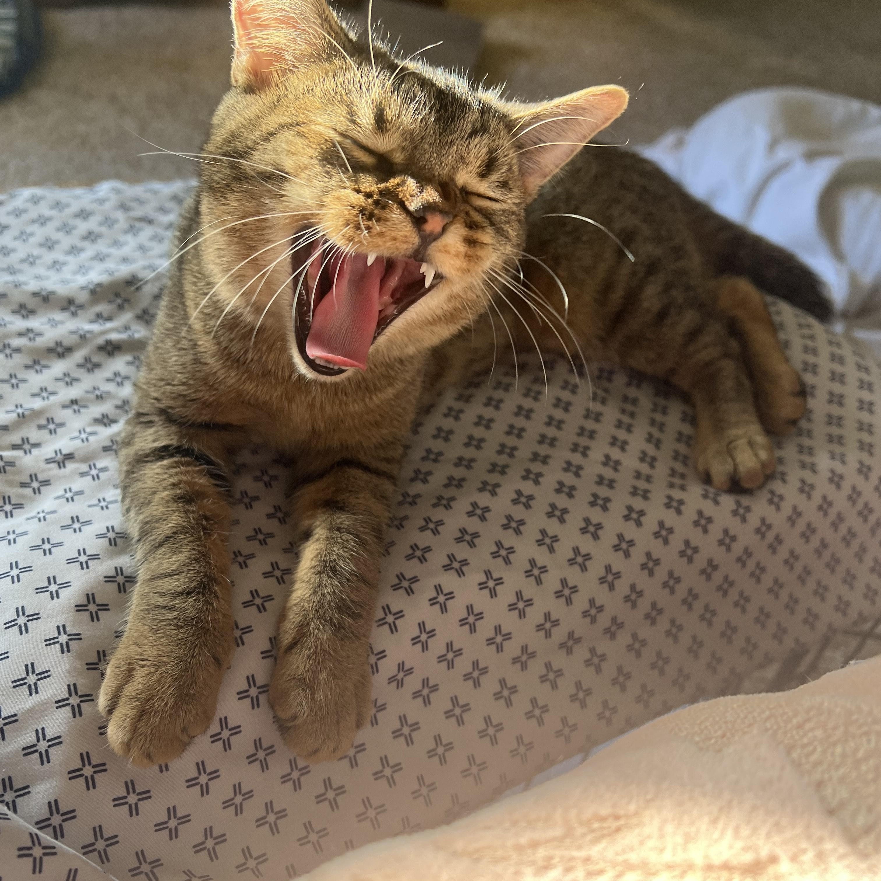 Enlarge Amol, an adopted Tabby in San Clemente , CA image 3/6
