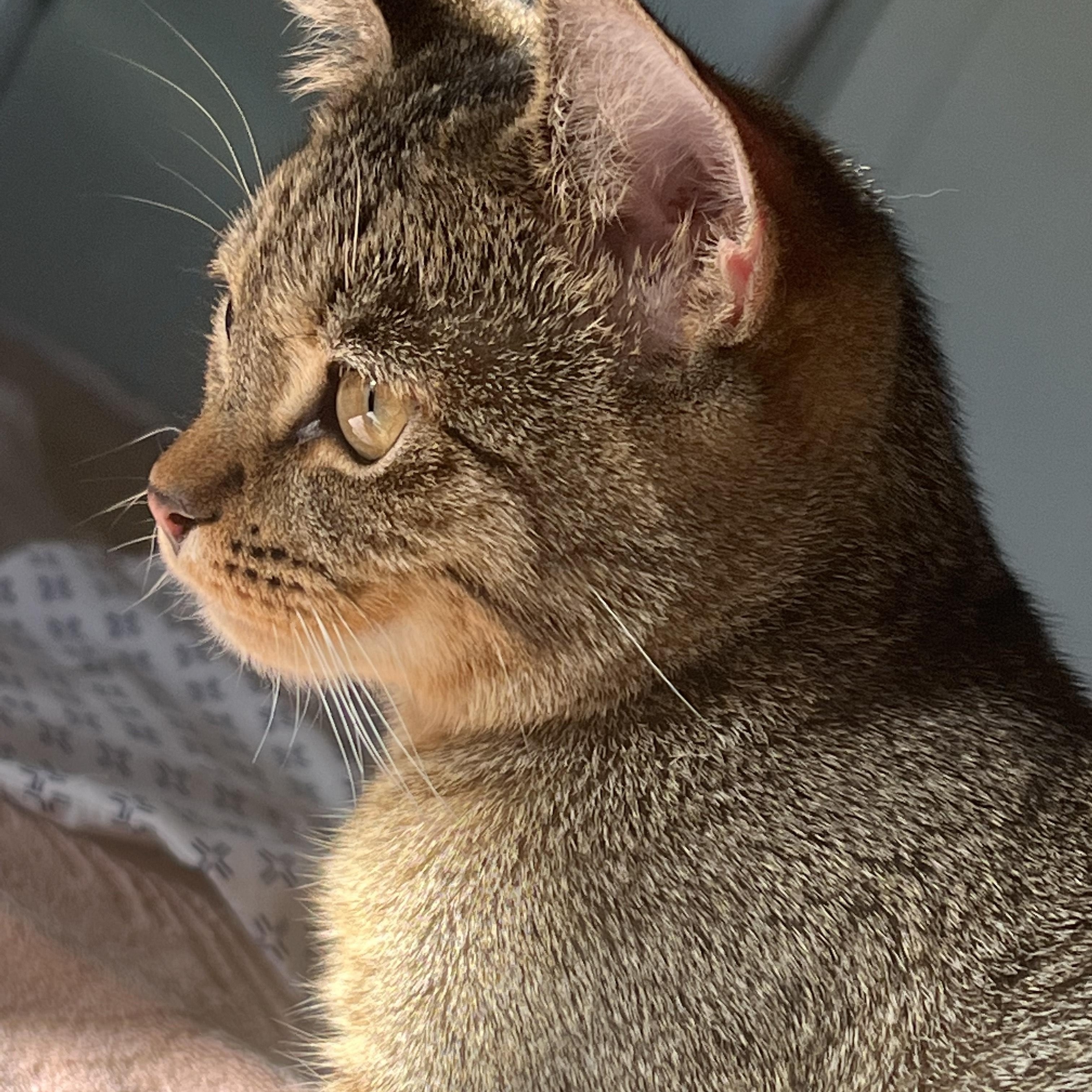 Enlarge Amol, an adopted Tabby in San Clemente , CA image 4/6