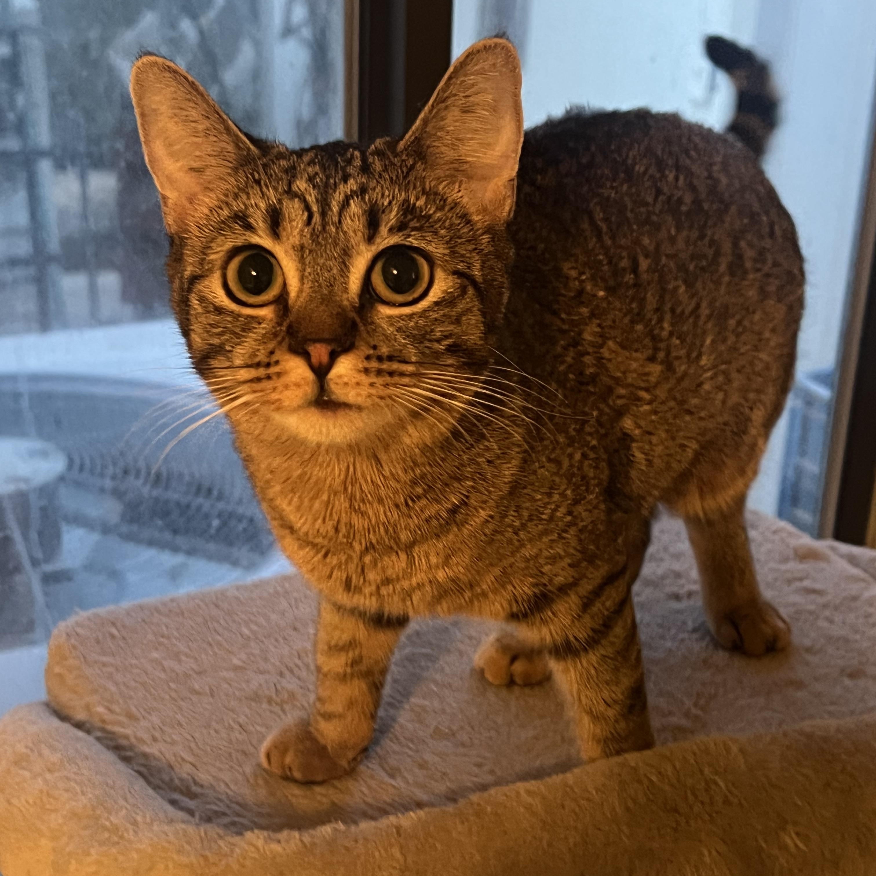 Enlarge Amol, an adopted Tabby in San Clemente , CA image 1/6