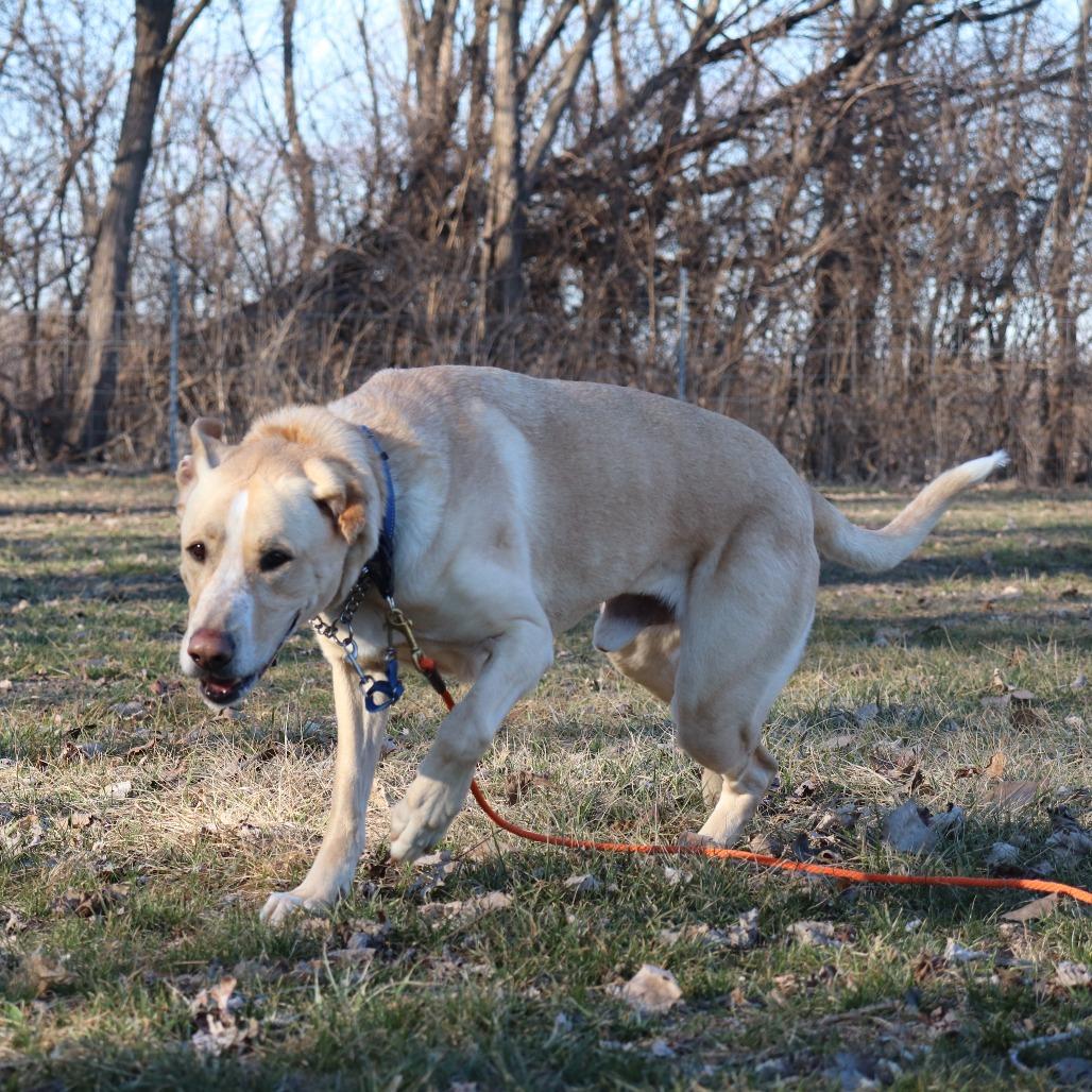 Enlarge Bruiser, a Adoptable mixed breed in Springfield, IL image 1/6