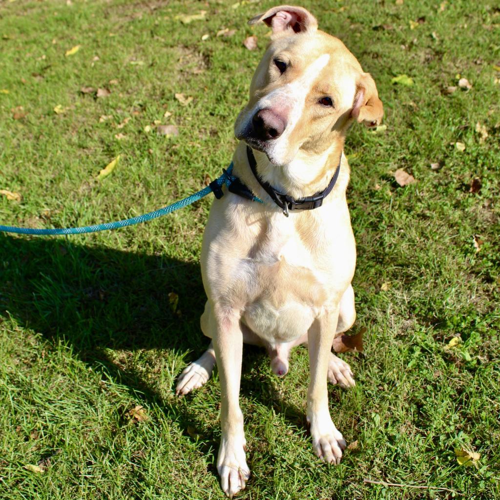 Enlarge Bruiser, a Adoptable mixed breed in Springfield, IL image 6/6