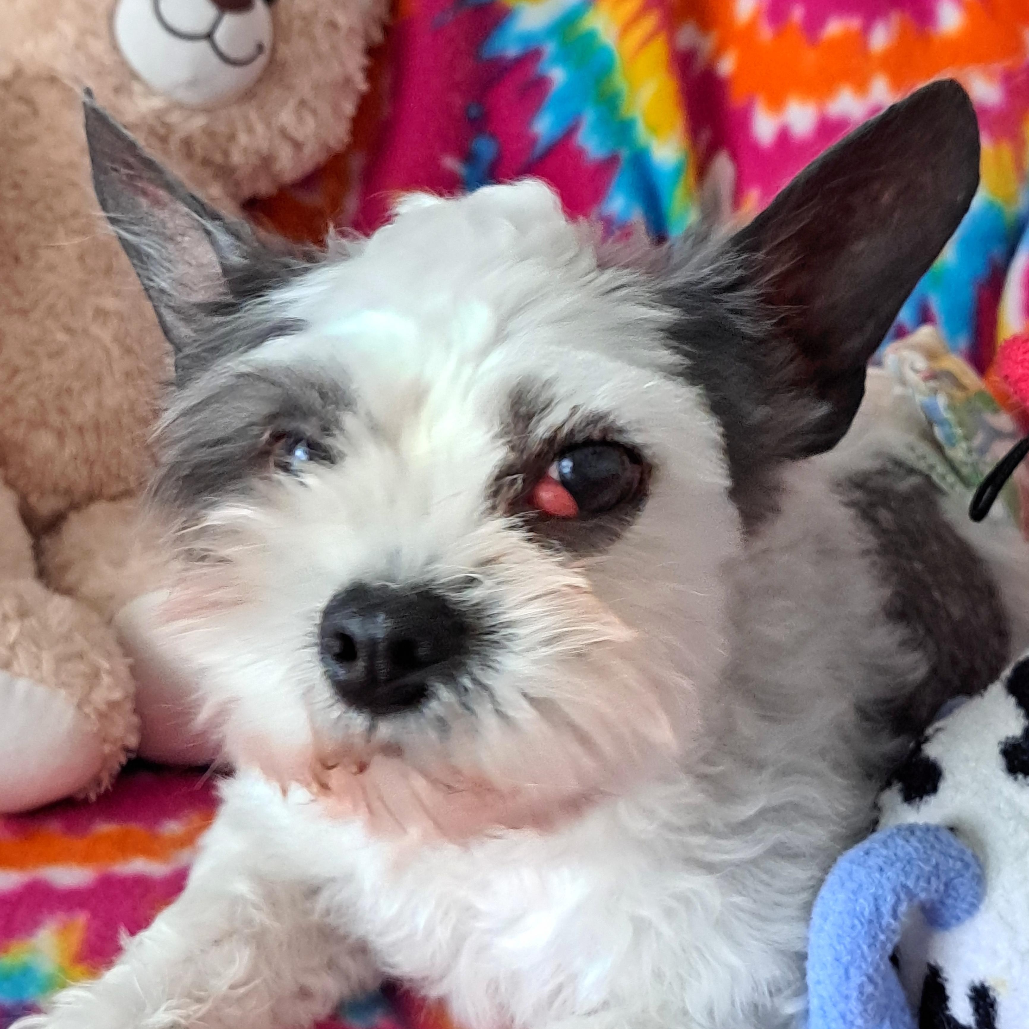 Timmy, a Adoptable mixed breed in Maitland, FL image 1/3