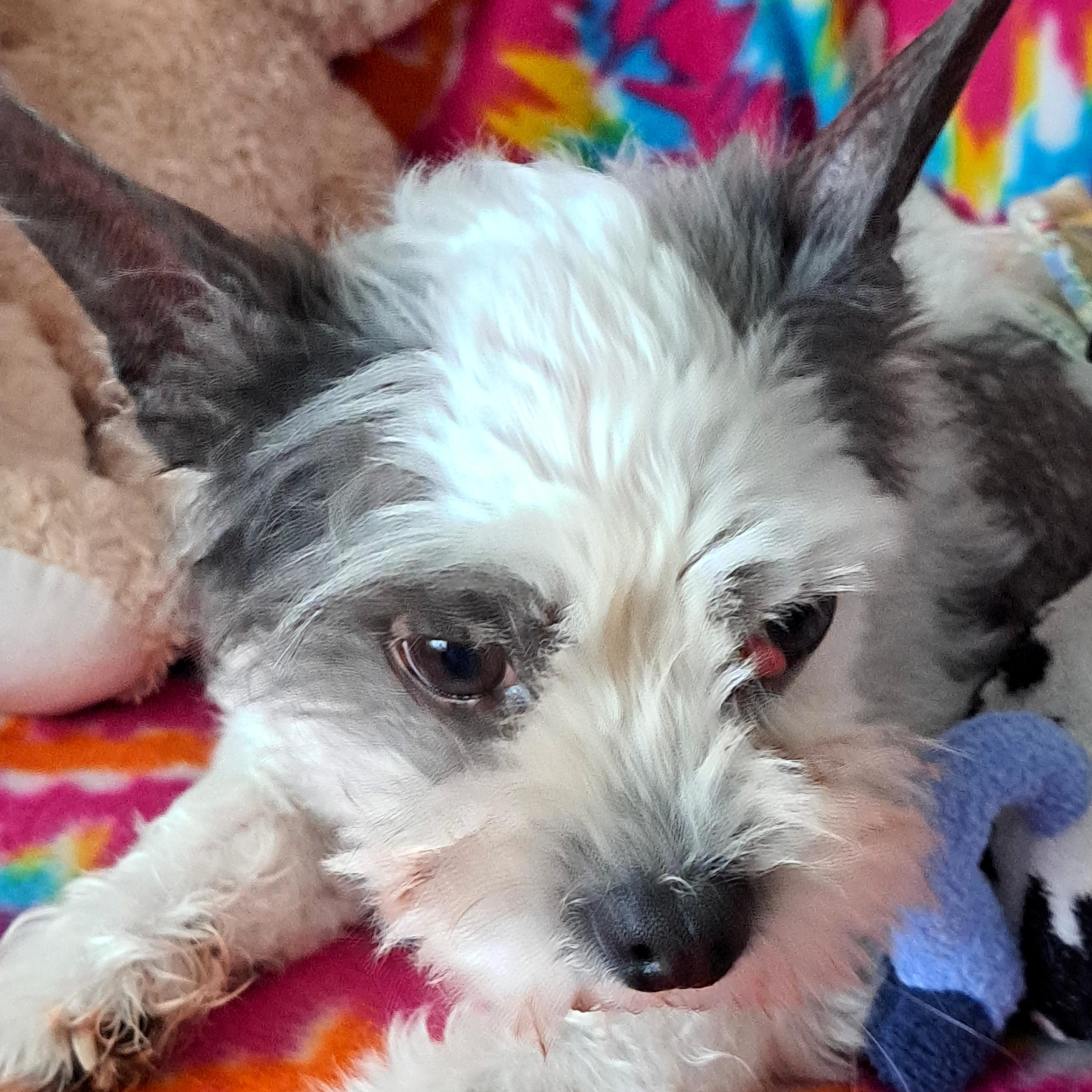 Timmy, a Adoptable mixed breed in Maitland, FL image 3/3