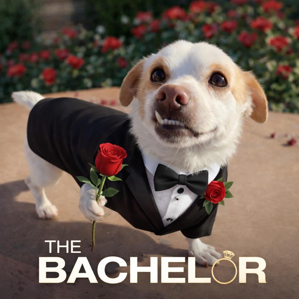 Enlarge Phlox, an adopted Chihuahua in Phoenix, AZ image 1/6