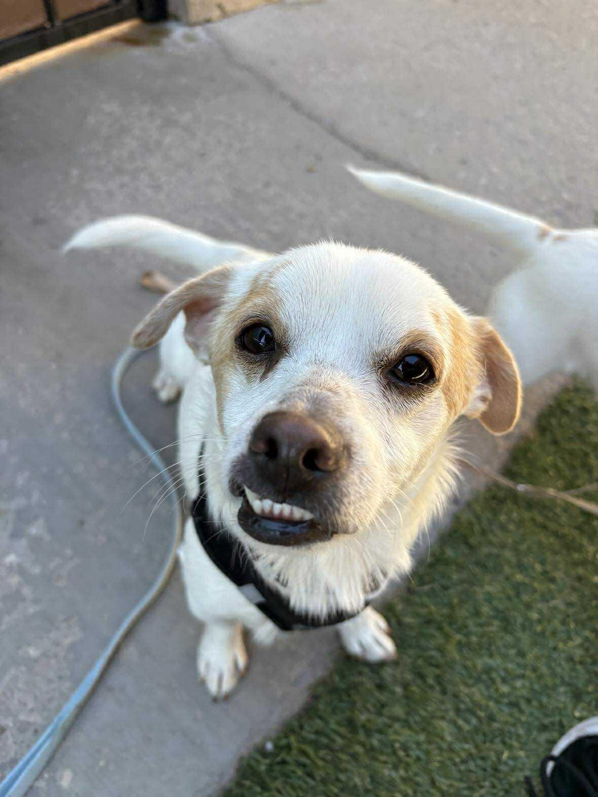Enlarge Phlox, a Adoptable Chihuahua in Phoenix, AZ image 4/6