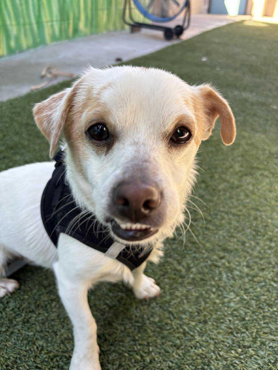 Enlarge Phlox, a Adoptable Chihuahua in Phoenix, AZ image 6/6