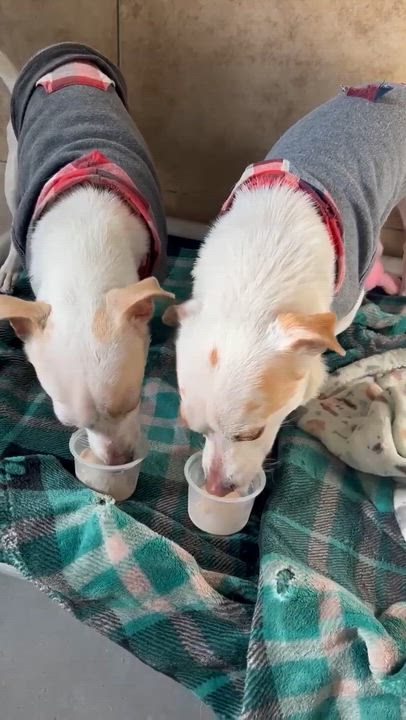 Enlarge Phlox, a Adoptable Chihuahua in Phoenix, AZ video 6/6