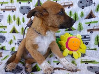 Socks, an adoptable Cattle Dog in Anaconda, MT, 59711 | Photo Image 2