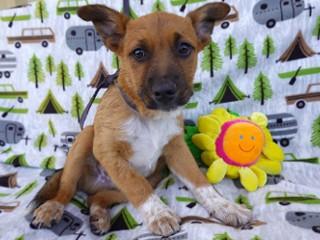 Socks, an adoptable Cattle Dog in Anaconda, MT, 59711 | Photo Image 5