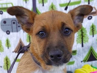Socks, an adoptable Cattle Dog in Anaconda, MT, 59711 | Photo Image 1