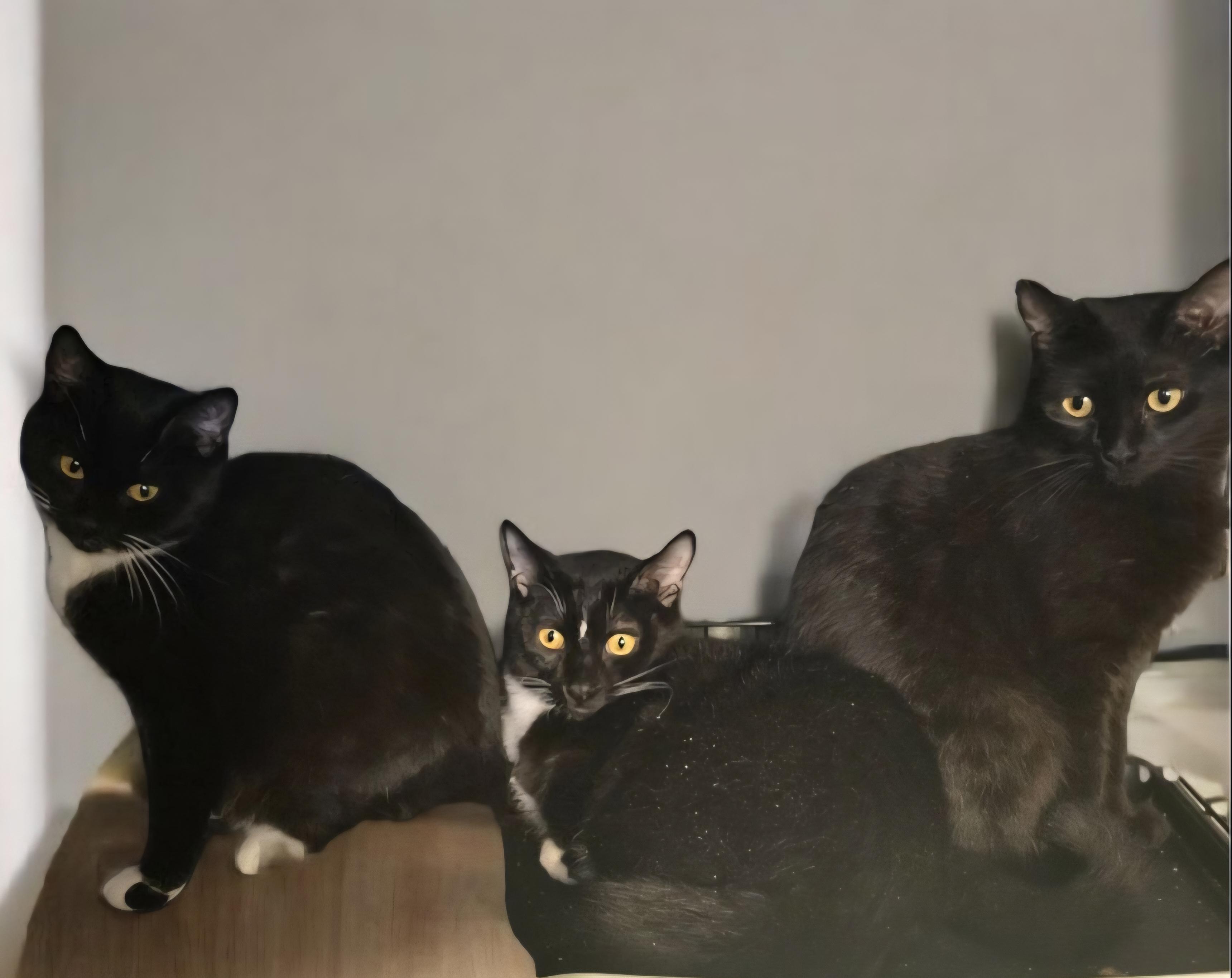 Enlarge Esmerelda, a Adoptable mixed breed in Hawthorne, CA image 3/5