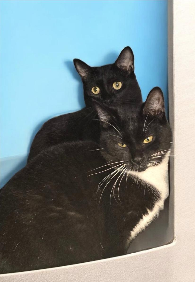 Esmerelda, Adoptable, Kitten Female Tuxedo & Domestic Short Hair.