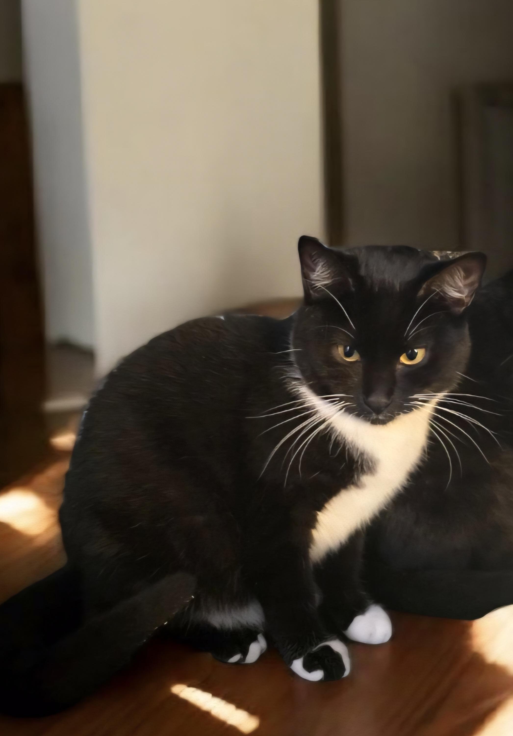 Enlarge Esmerelda, a Adoptable mixed breed in Hawthorne, CA image 2/5