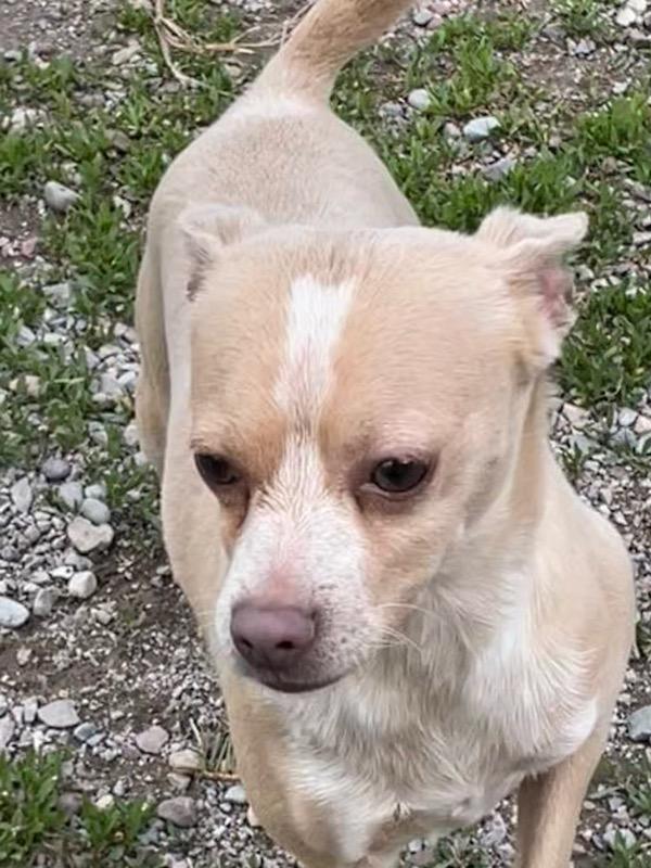 Enlarge Niko, a ADOPTABLE Chihuahua in Polson, MT image 2/6
