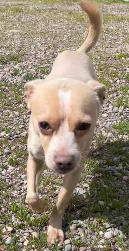 Enlarge Niko, a ADOPTABLE Chihuahua in Polson, MT image 4/6