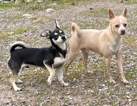 Enlarge Niko, a ADOPTABLE Chihuahua in Polson, MT image 3/6