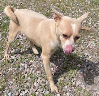 Enlarge Niko, a ADOPTABLE Chihuahua in Polson, MT image 6/6