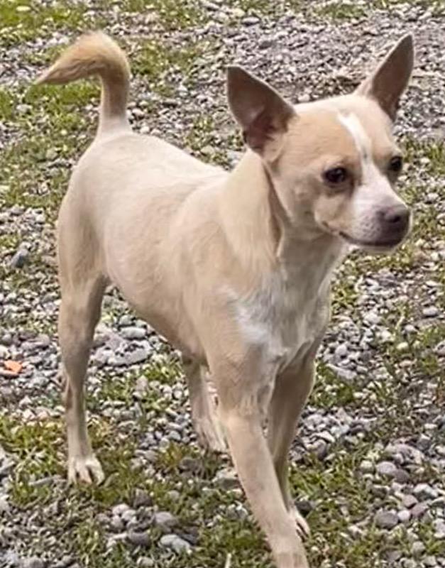 Niko, ADOPTABLE, Adult Male Chihuahua.