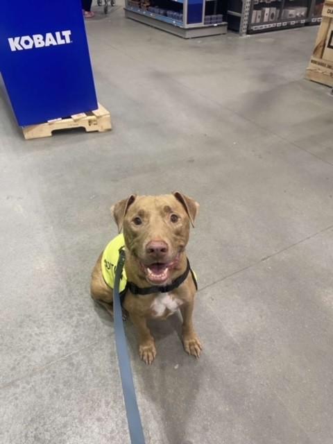 REBEL, Adoptable, Adult Male Pit Bull Terrier.