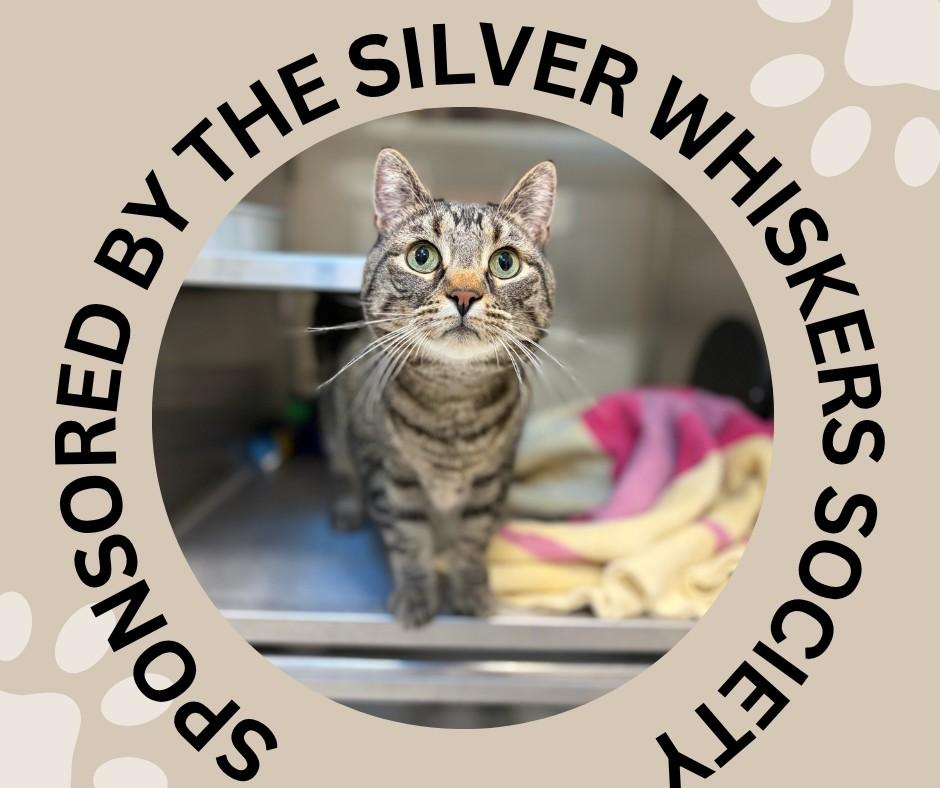 Enlarge HYDE, a Adoptable Domestic Short Hair in Santa Cruz, CA image 1/1