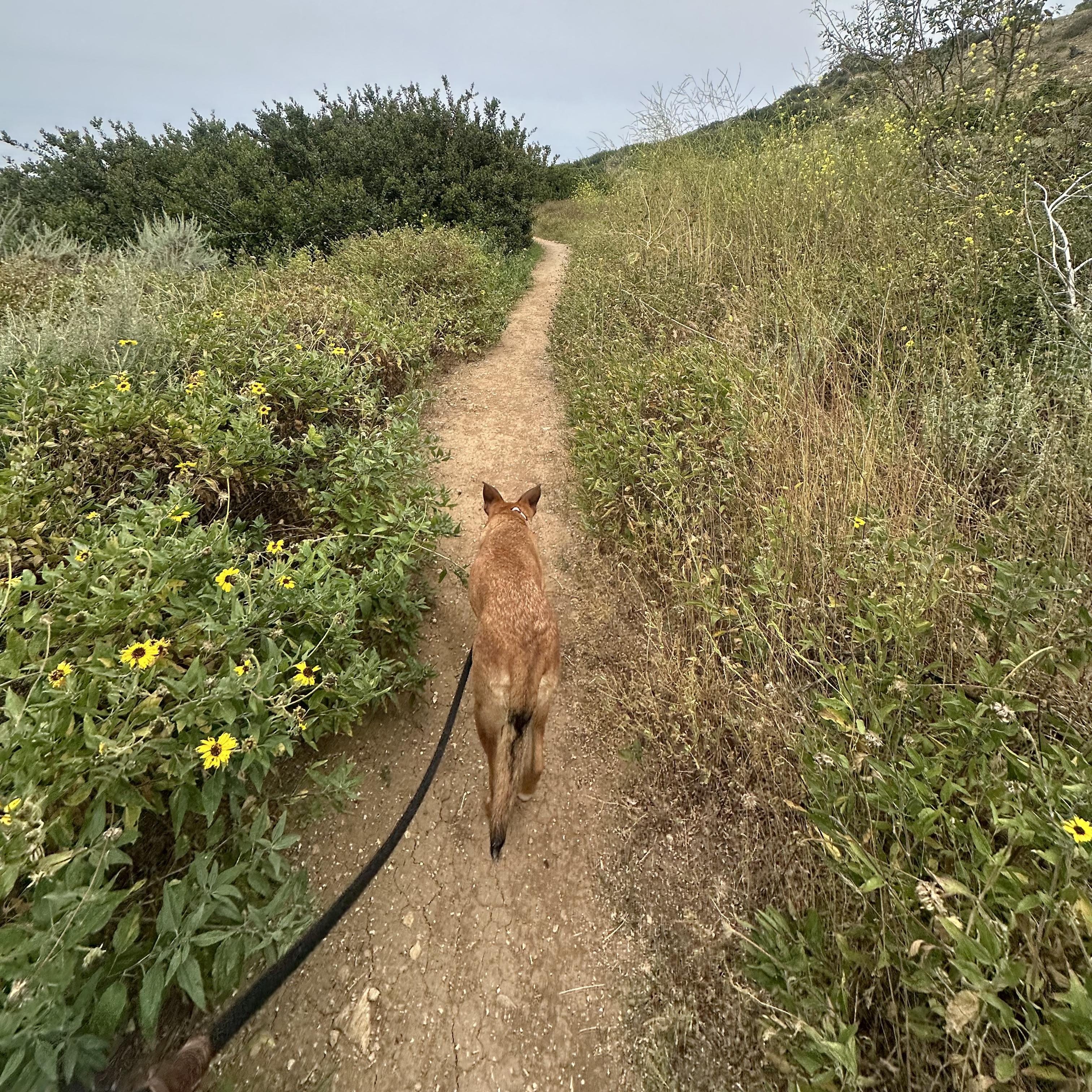 Enlarge INDIE!, a Adoptable mixed breed in Trabuco Canyon, CA image 4/6